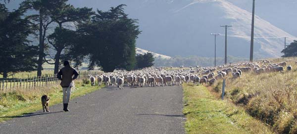 Herding sheep