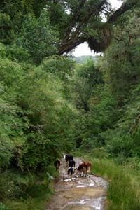 Cows along the road